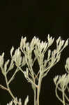 Roundleaf thoroughwort